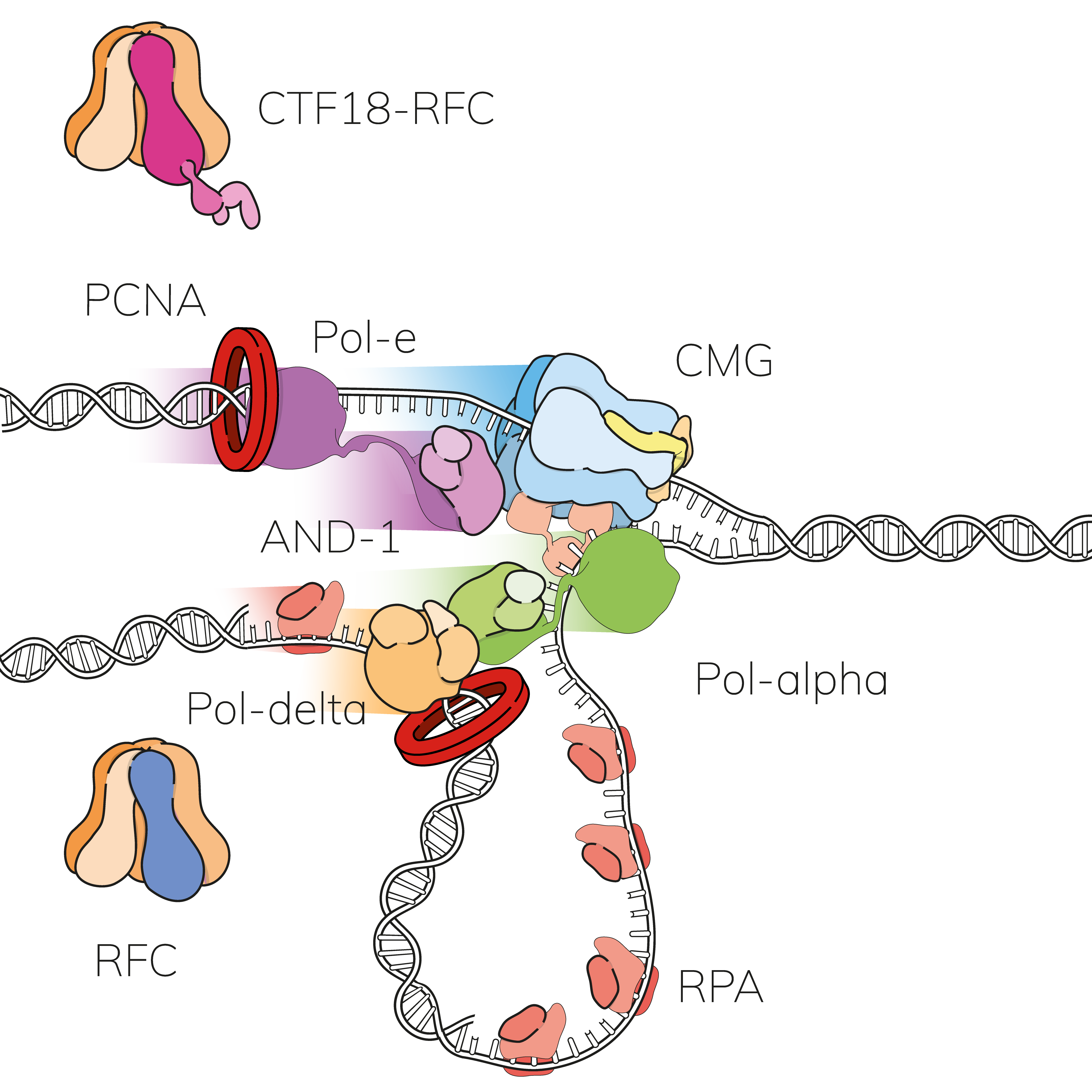 DNA replication at roadblocks