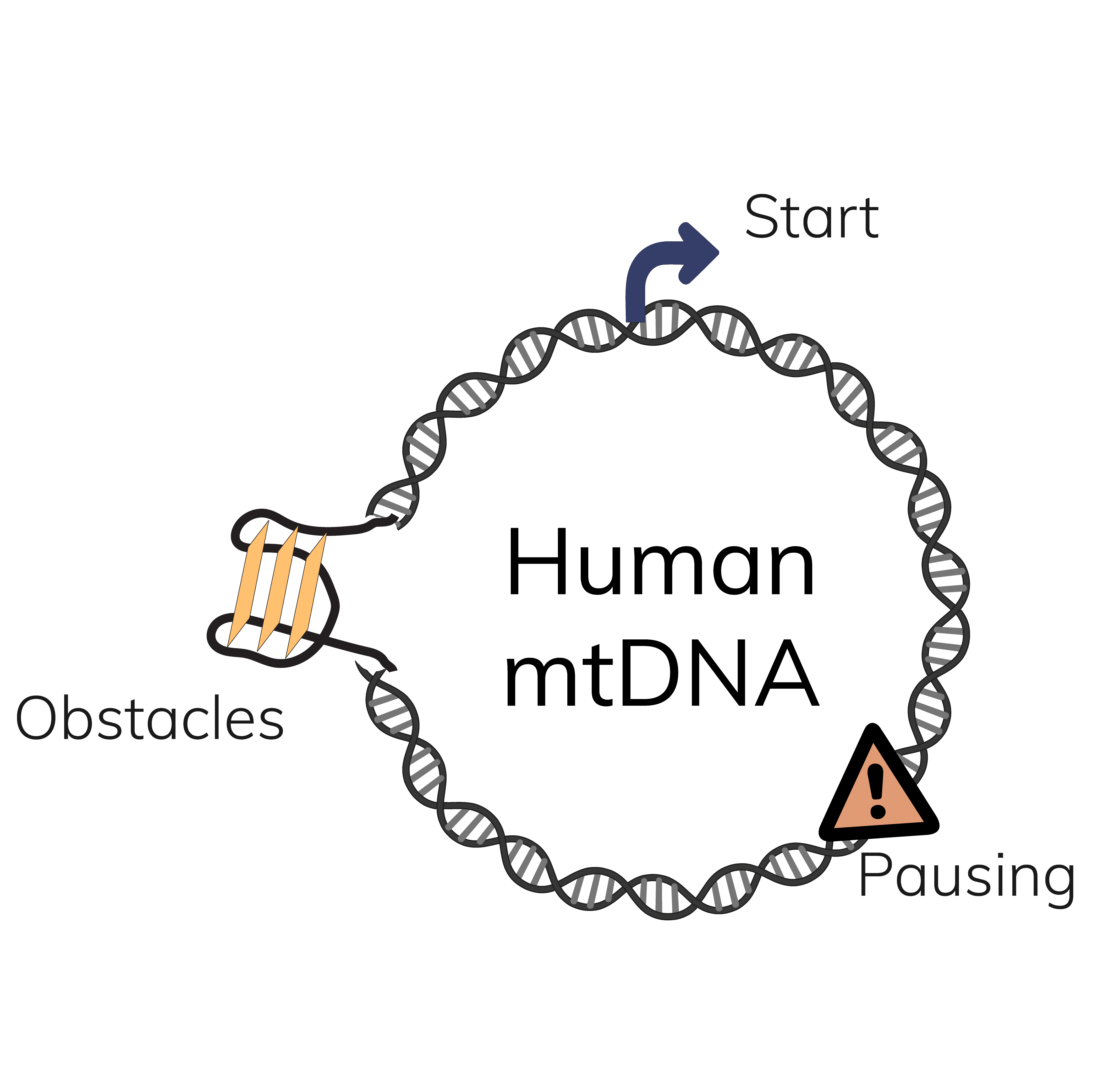 Mitochondrial DNA replication
