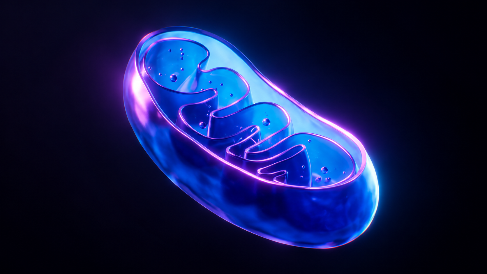 Mitochondrial DNA replication