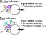DnaB helicase dynamics in bacterial DNA replication resolved by single-molecule studies