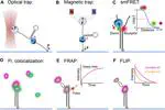 Single-Molecule Insights Into the Dynamics of Replicative Helicases