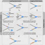 Observing protein dynamics during DNA-lesion bypass by the replisome