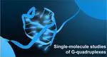 Understanding G-Quadruplex Biology and Stability Using Single-Molecule Techniques