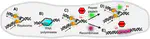 Insight into Single-Molecule Imaging Techniques for the Study of Prokaryotic Genome Maintenance