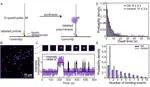 Single-Molecule Fluorescence Visualization of DNA Polymerase Dynamics at G-Quadruplexes