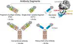 Nanobody engineering: computational modelling and design for biomedical and therapeutic applications