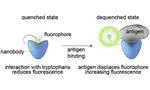 Optimised nanobody-based quenchbodies for enhanced protein detection