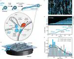 ATP is dispensable for E. coli DNA replication and eukaryotic helicase activity