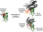 Mechanistic Insights into Nanobody-Based Quenchbody Sensing via Structural Modeling and Molecular Simulations
