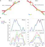 Direct visualisation of post-replication gap formation at the bacterial RRS