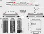 The interplay between supercoiling and DNA modifying enzymes at the single-molecule level